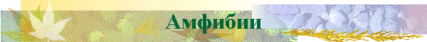 Амфибии